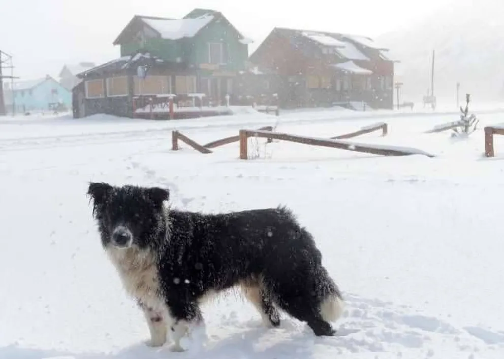 Neuquén declaró el “alerta máxima” y en Chile evacuarían al ganado