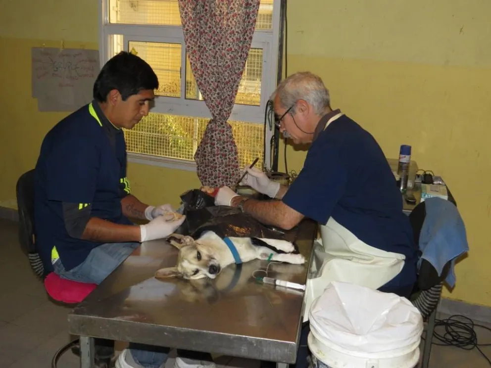 En tres días castraron 67 perros