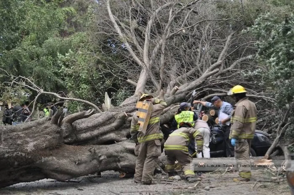 Una mujer murió por la caída de un árbol en el barrio Pinar del Lago (2)