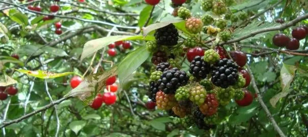 Río Negro lanzó una nueva línea de créditos productivos