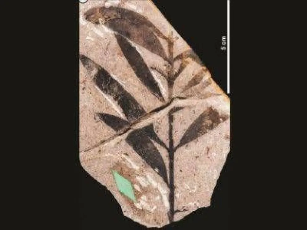 Descubren fósiles de Oceanía en la Patagonia