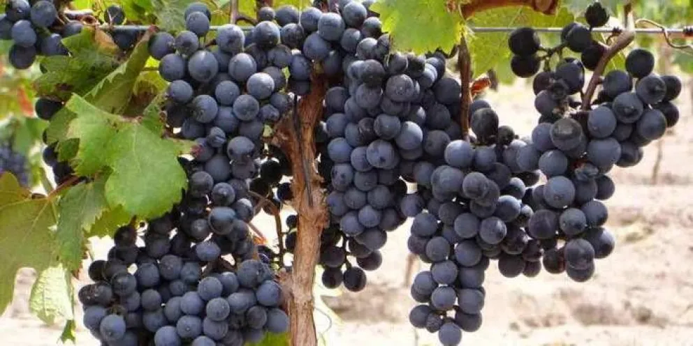 17 de abril: Día Mundial del Malbec
