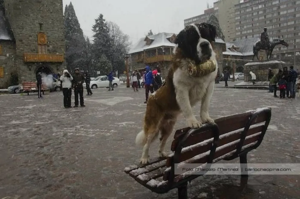 Perros San Bernardo en el Centro Cívico: Un tiktoker denunció a un fotógrafo y reavivó la polémica
