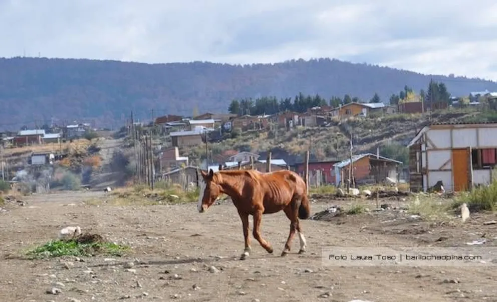Qué hacer ante la presencia de caballos sueltos en la vía pública