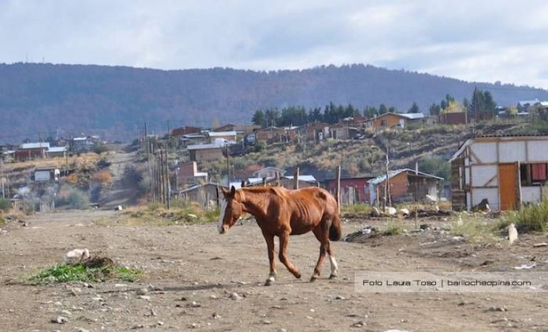 Qué hacer ante la presencia de caballos sueltos en la vía pública
