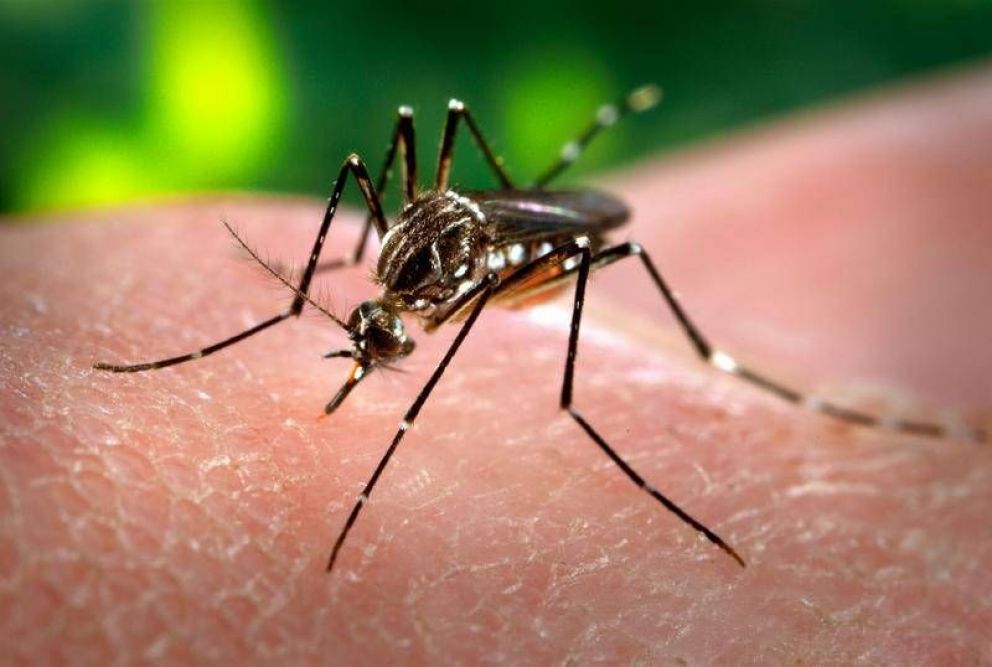Salud trabaja con Nación y Municipios en la prevención y control del Dengue