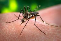 Alerta dengue: Salud recomienda cuidados para la prevención