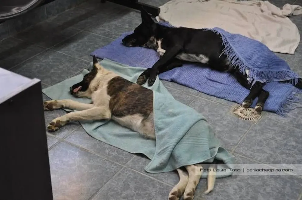 A partir del lunes se restablece el servicio gratuito de castraciones en Zoonosis