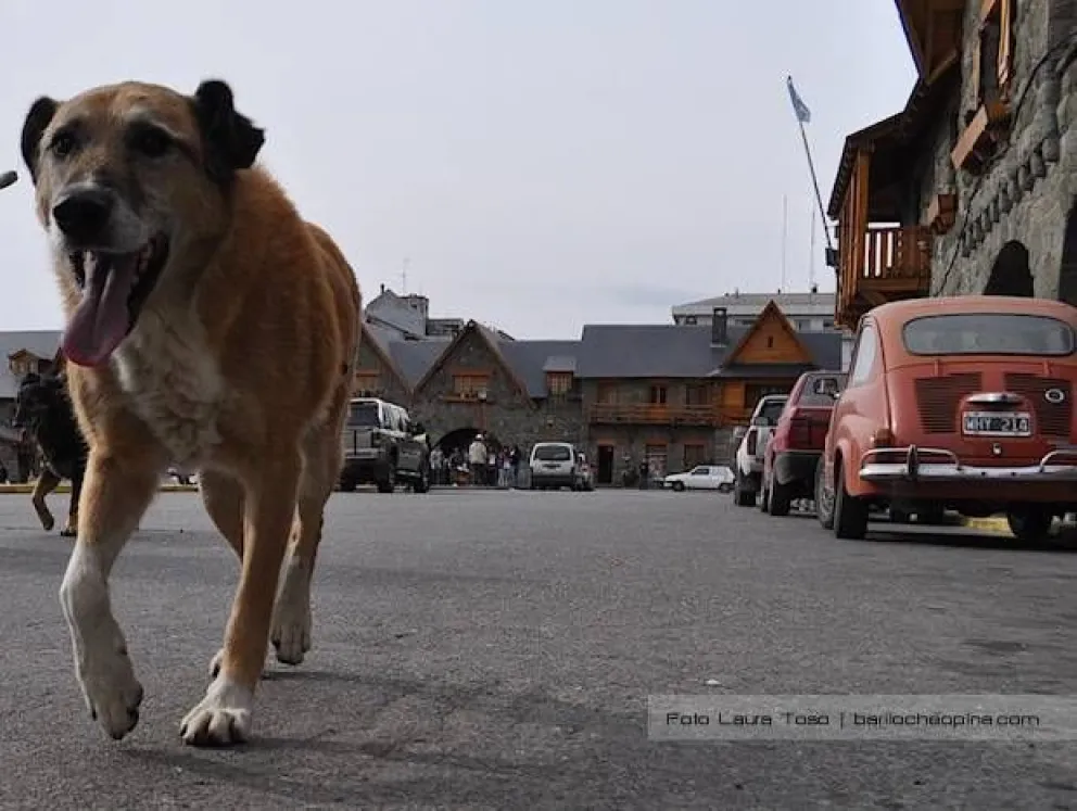 Clínica municipal Veterinaria de Bariloche, un acertado proyecto de ordenanza que aún no ha sido tratado