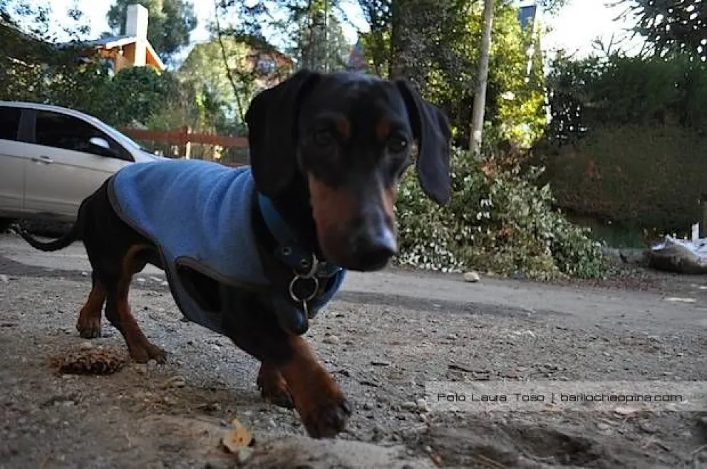 Reactivan las campañas de castración canina