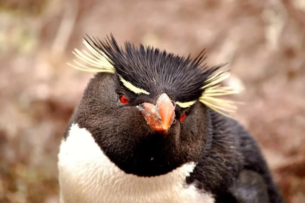 Puerto Deseado espera la llegada de los pingüinos de penacho amarillo