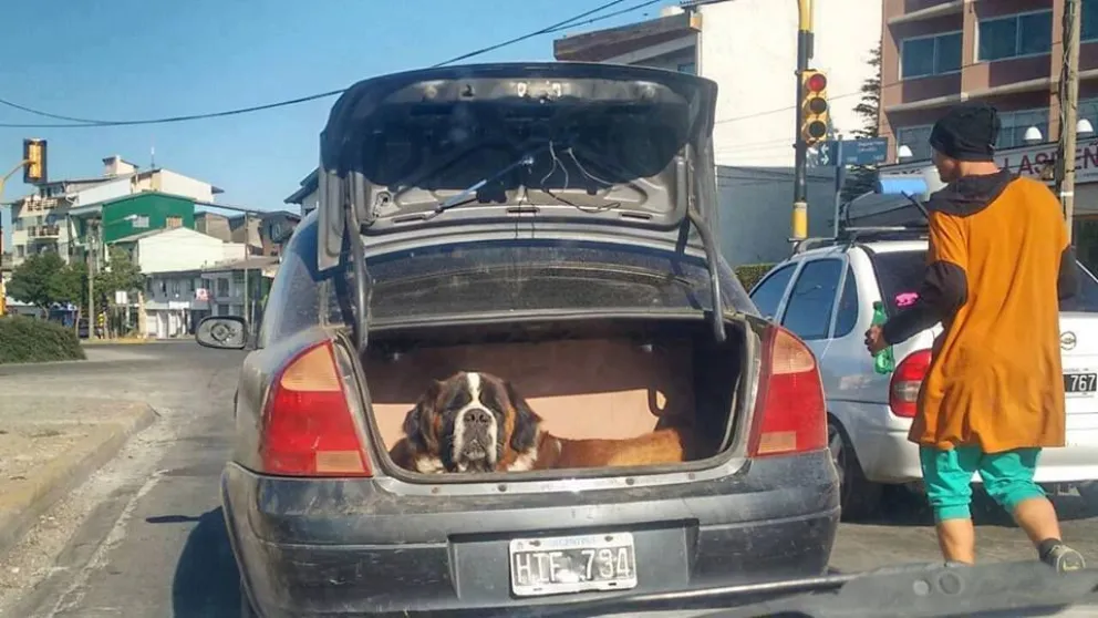 Juntan firmas ante denuncias por maltrato de perros San Bernardo