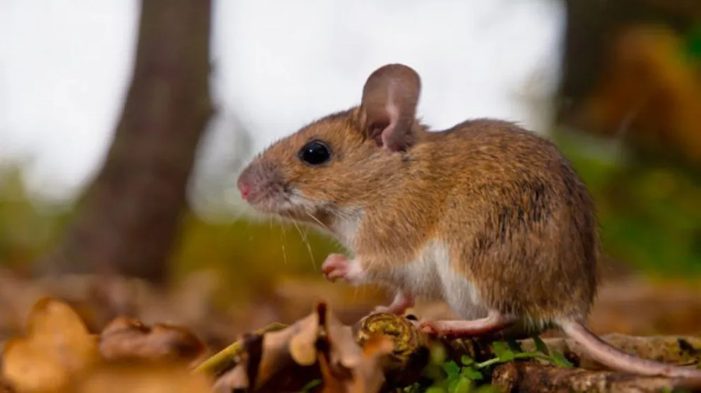 Hantavirus: cómo prevenir enfermedades transmitidas por roedores