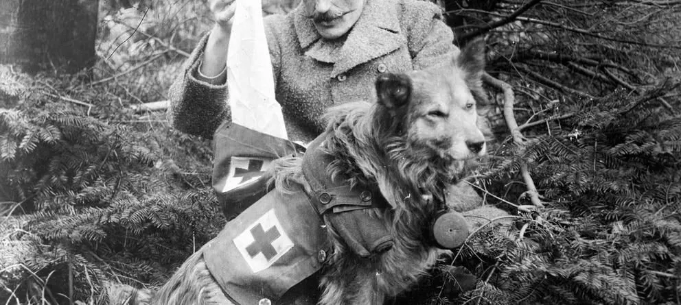 Los animales en la guerra: Reclutas involuntarios