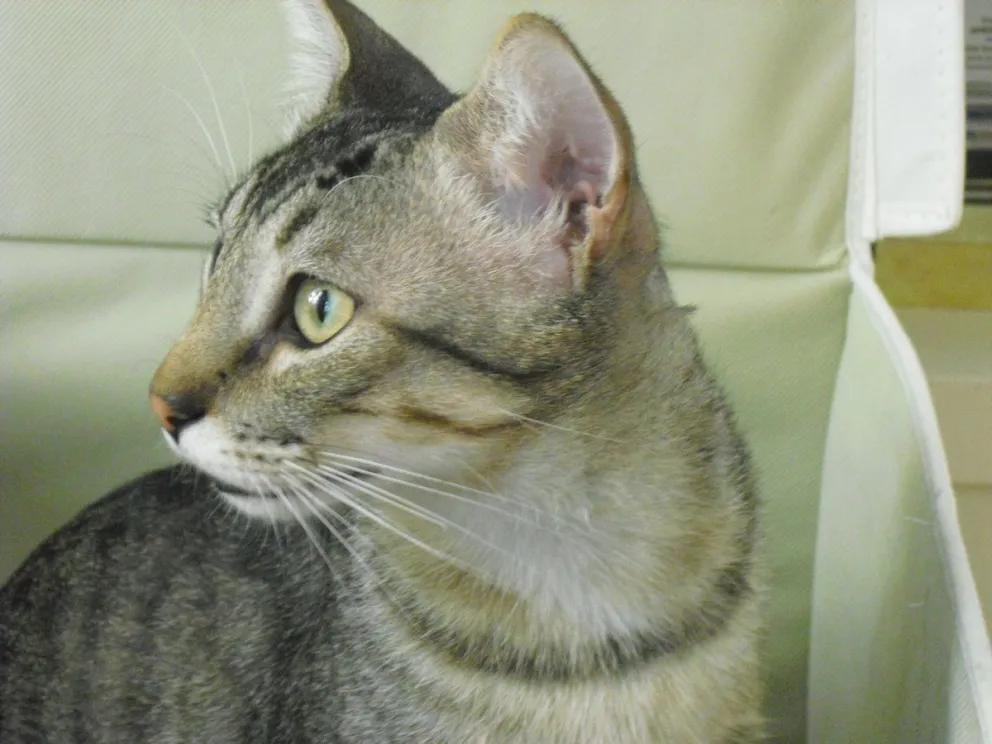 Campaña de vacunación y desparasitación para mascotas en el barrio Parque El Faldeo