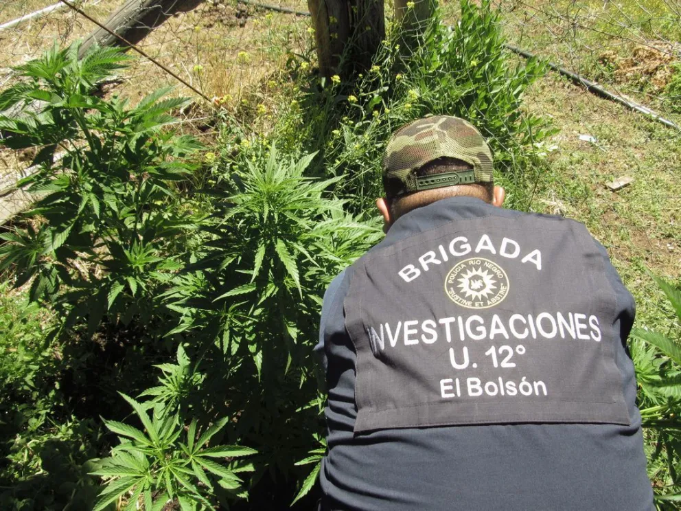 Secuestran 31 plantas de cannabis sativa en Mallín Ahogado