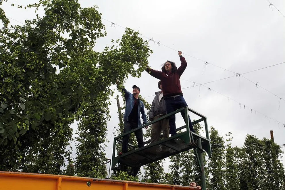 Comienza la cosecha del lúpulo