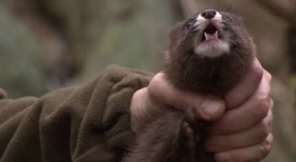 Industria peletera: crueldad innecesaria y maltrato extremo