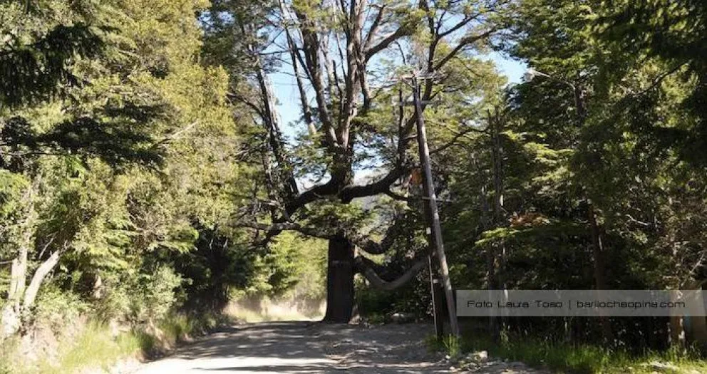 Anunciaron la pavimentación del acceso a Colonia Suiza