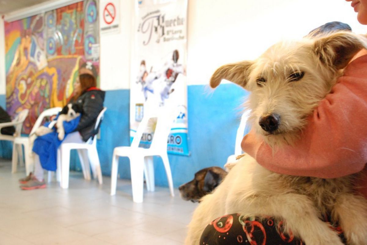 Incorporarán el cuidado responsable de los animales en el sistema educativo de Río Negro