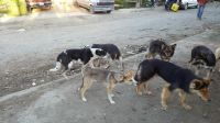 Piden acciones "urgentes" para controlar la sobrepoblación animal en Bariloche
