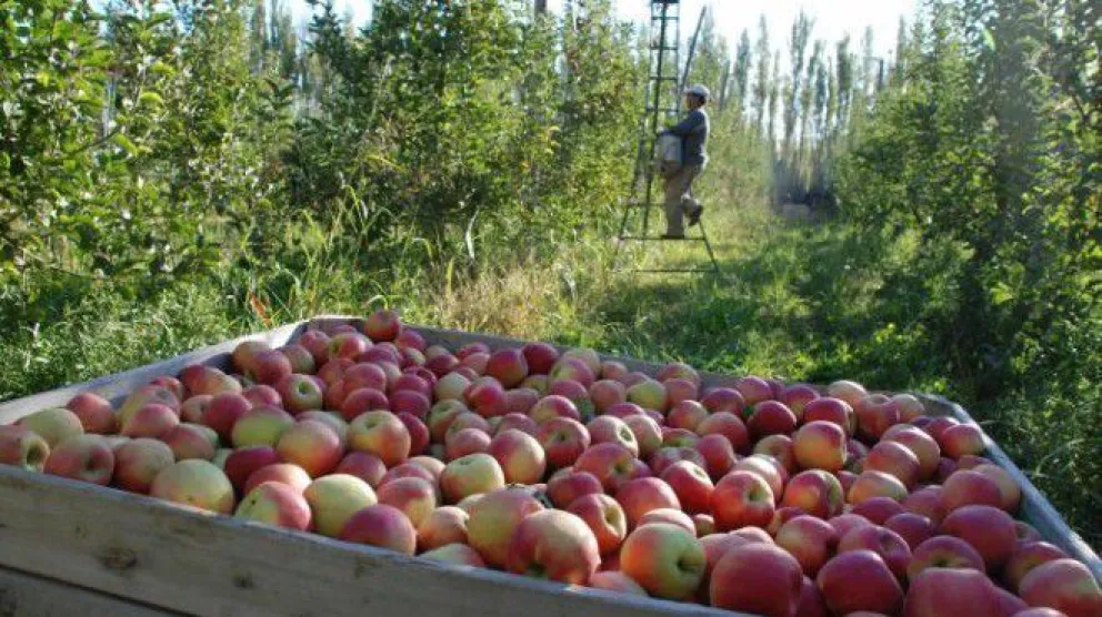 El gobierno destina $1.500 millones para impulsar la producción frutícola en Río Negro y Neuquén